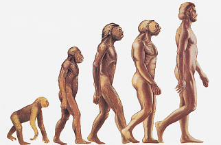 Evolution Of Monkeys